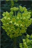 Euphorbia characais